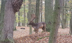 Záběry z daňčí říje 2018
