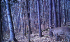 Nové záběry z fotopasti 13. 4. 2015