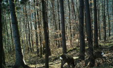 Nové záběry z fotopasti 15. 4. 2015