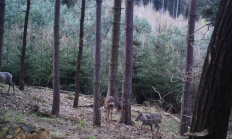 Nové záběry z fotopasti 22. 4. 2015