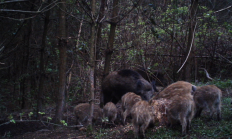 Nové záběry z fotopasti 24.5. 2015