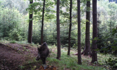 Nové záběry z fotopasti 31. 5. 2015