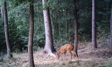 Nové záběry z fotopasti 18. 8. 2015