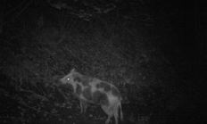 Nové záběry z fotopasti 30. 9. 2015