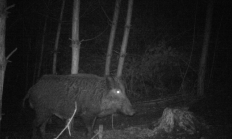 Nové záběry z fotopasti 18. 10. 2015