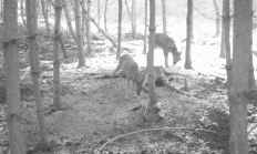 Nové záběry z fotopasti 13. 1. 2016