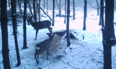 Nové záběry z fotopasti 14. 1. 2016