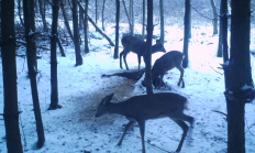 Nové záběry z fotopasti 17. 1. 2016