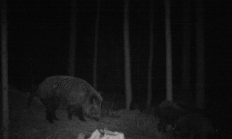 Nové záběry z fotopasti 6. 4. 2016