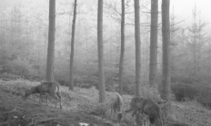 Nové záběry z fotopasti 18. 4. 2016