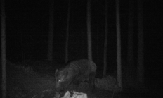 Nové záběry z fotopasti 4. 5. 2016