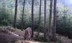 Nové záběry z fotopasti 15. 5. 2016
