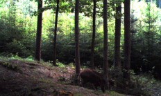 Nové záběry z fotopasti 24. 5. 2016