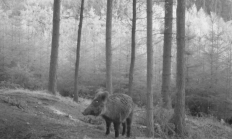 Nové záběry z fotopasti 5. 6. 2016
