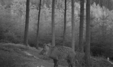Nové záběry z fotopasti 6. 6. 2016