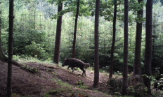 Nové záběry z fotopasti 15. 6. 2016