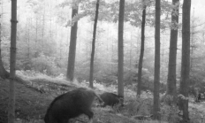 Nové záběry z fotopasti 16. 6. 2016