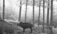 Nové záběry z fotopasti 19. 6. 2016