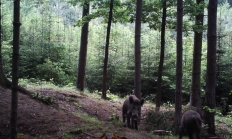 Nové záběry z fotopasti 21. 6. 2016