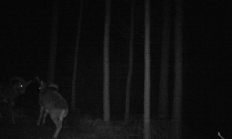 Nové záběry z fotopasti 22. 6. 2016