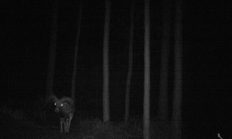 Nové záběry z fotopasti 29. 6. 2016