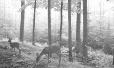 Nové záběry z fotopasti 13. 7. 2016