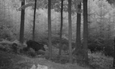 Nové záběry z fotopasti 15. 7. 2016