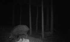 Nové záběry z fotopasti 24. 7. 2016