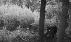 Nové záběry z fotopasti 27. 7. 2016