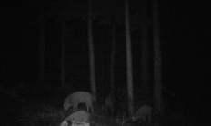 Nové záběry z fotopasti 4. 8. 2016