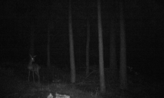Nové záběry z fotopasti 15. 8. 2016