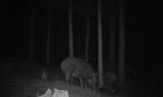 Nové záběry z fotopasti 18. 8. 2016