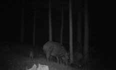 Nové záběry z fotopasti 22. 8. 2016