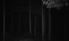 Nové záběry z fotopasti 24. 8. 2016