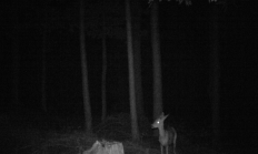 Nové záběry z fotopasti 28. 8. 2016