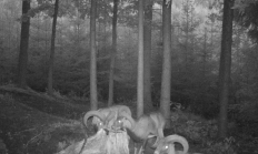 Nové záběry z fotopasti 14. 9. 2016
