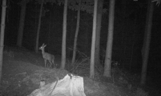 Nové záběry z fotopasti 2. 10. 2016