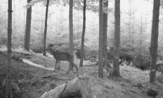 Nové záběry z fotopasti 12. 10. 2016