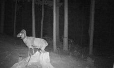 Nové záběry z fotopasti 13. 10. 2016