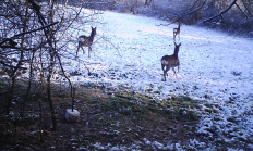 Nové záběry z fotopasti 29. 11. 2016
