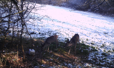 Nové záběry z fotopasti 4. 12. 2016