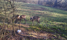 Nové záběry z fotopasti 7. 12. 2016