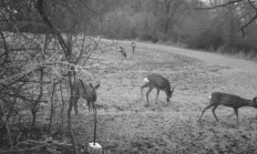 Nové záběry z fotopasti 22. 12. 2016
