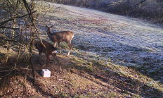 Nové záběry z fotopasti 26. 12. 2016