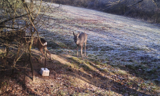 Nové záběry z fotopasti 4. 1. 2017