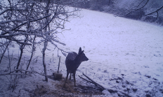 Nové záběry z fotopasti 5. 1. 2017