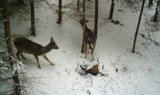 Nové záběry z fotopasti 9. 1. 2017