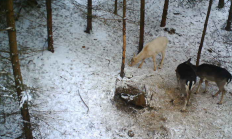 Nové záběry z fotopasti 11. 1. 2017