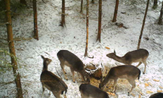 Nové záběry z fotopasti 15. 1. 2017