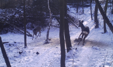 Nové záběry z fotopasti 19. 1. 2017
